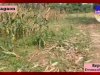 मक्का की खेती चट कर गए हाथी 