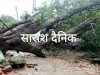 पेड़ गिरने से सड़क अवरुद्ध 