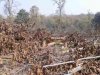 जंगल नष्ट कर रहे है भू माफिया जिम्मेदार कौन 