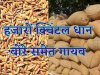 हजारों क्विंटल धान बोरे समेत गायब