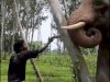 जंगली हाथी के साथ छेड़छाड़ करने और‌ रील बनाने वाला युवक गिरफ्तार