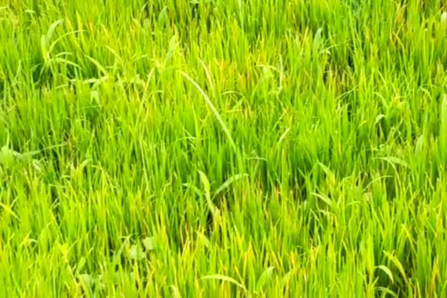 अल्प बृष्टी ने बढ़ाई किसानो की चिंता 