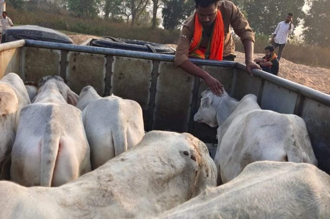 3 अवैध पशु वाहकों द्वारा जब्त की गई पिकअप वैन से 30 मवेशी बरामद किए गए