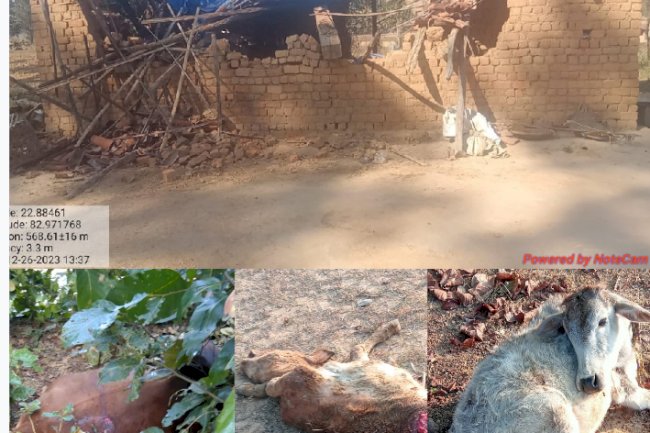 उदयपुर में हाथियो के आतंक से डरे सहमे है लोग 