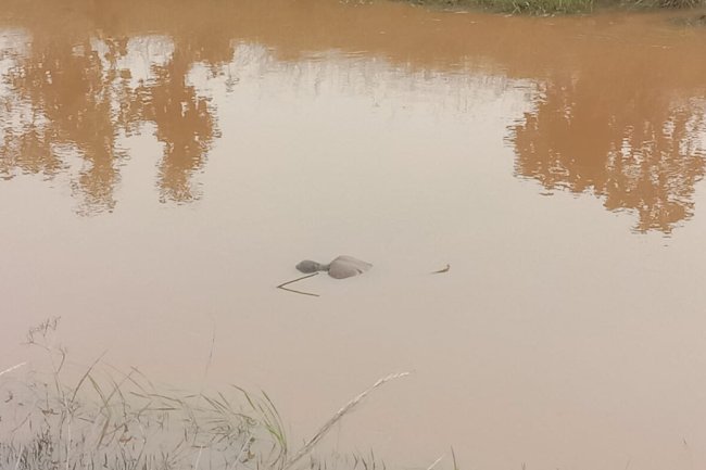 नहर में तैरता मिला शव 