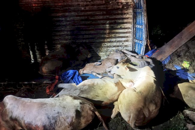 गौवंसो से लदी वाहन पलटी 13 गौवंस बरामद 
