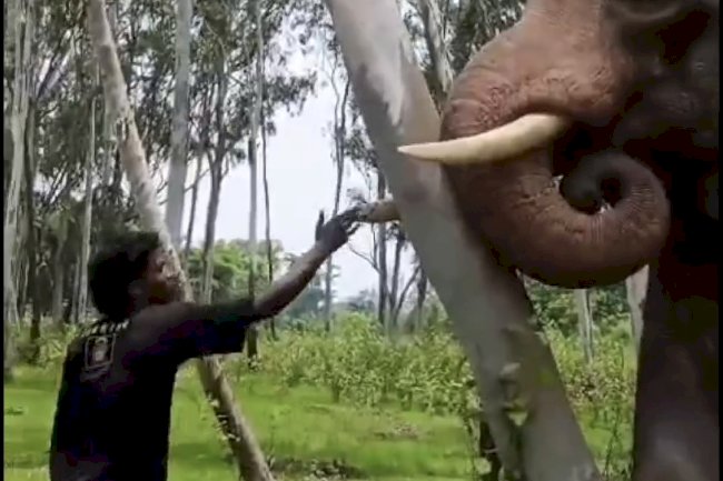 जंगली हाथी के साथ छेड़छाड़ करने और‌ रील बनाने वाला युवक गिरफ्तार