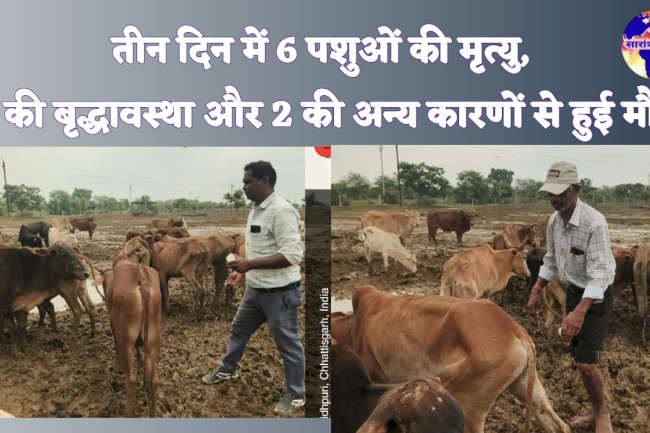 तीन दिन में 6 पशुओं की मृत्यु 4 की बृद्धावस्था और 2 की अन्य कारणों से हुई मौत