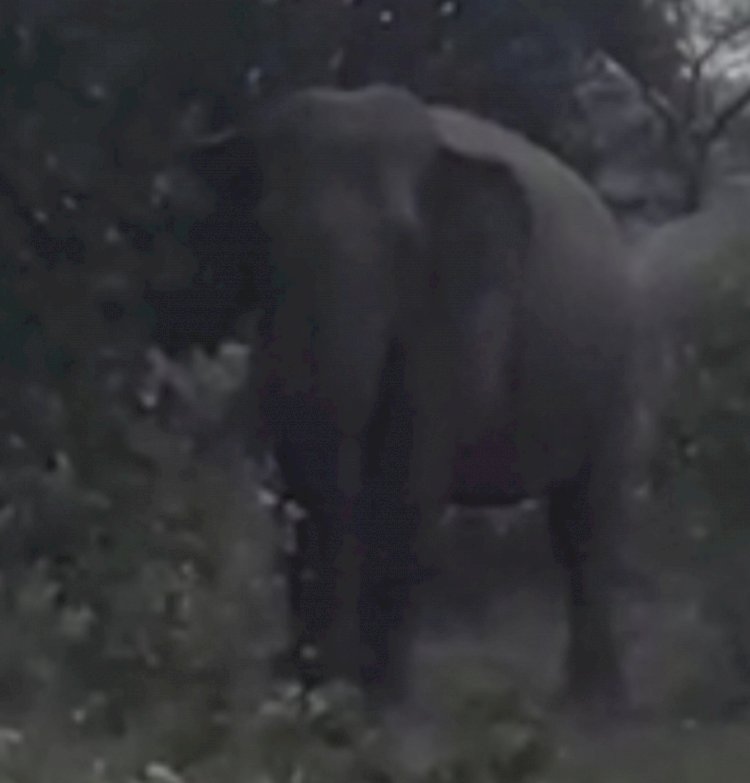 हाथी के उपद्रव से परेशान ग्रामीण 