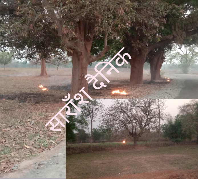 गर्मीयो के मौसम में जंगलो में क्यो लगती है आग 