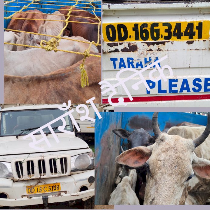 गौ तस्करी करते दो वाहन जब्त दो गिरफ्तार 