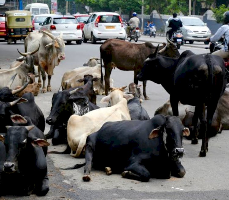 मवेशियों का अड्डा बन गया राजमार्ग