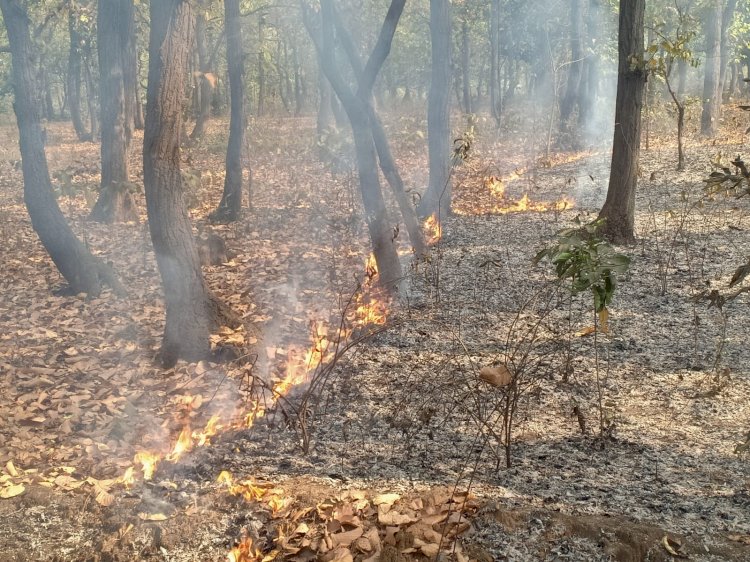 जलता जंगल सोता वन विभाग 