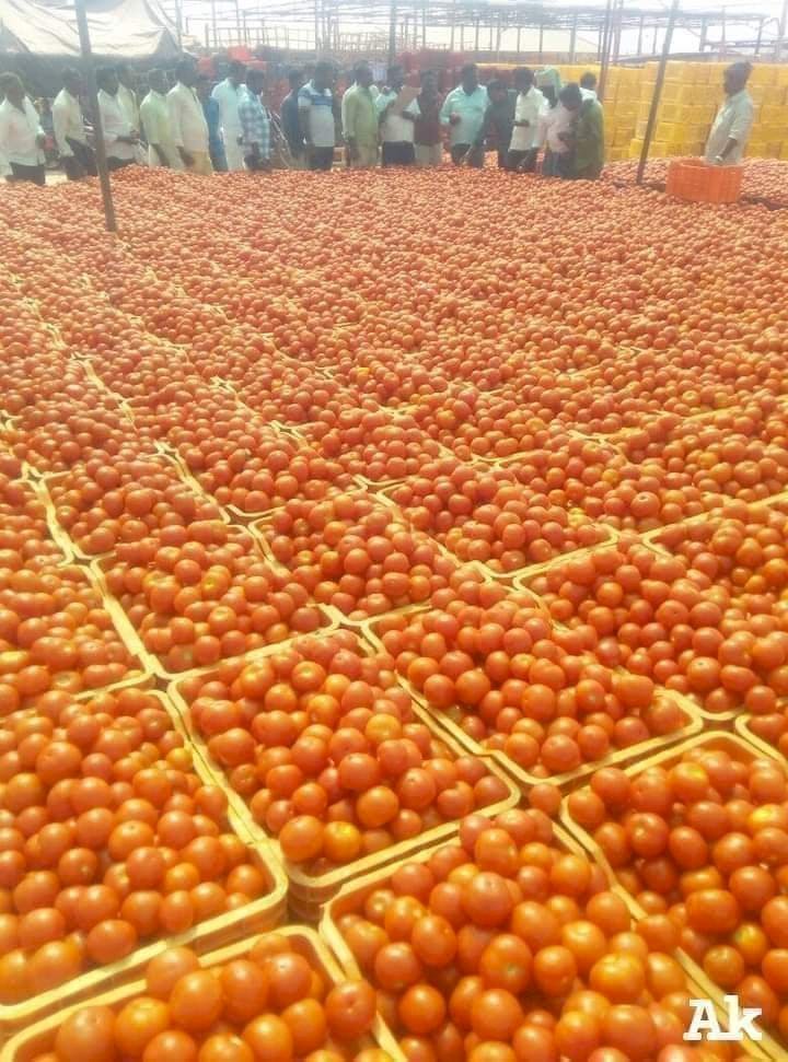 टमाटर पर राजनीति क्यों 