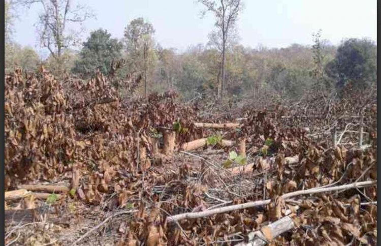 जंगल नष्ट कर रहे है भू माफिया जिम्मेदार कौन 