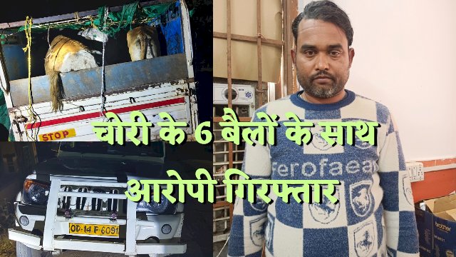 चोरी के 6 बैलों के साथ एक गिरफ्तार