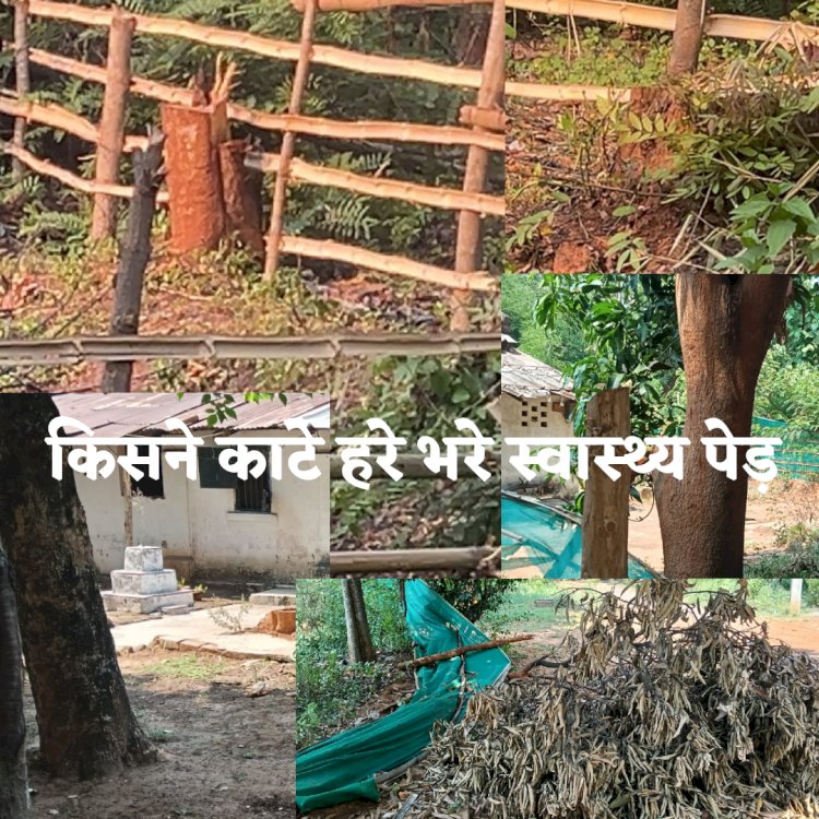डालमिया कॉलेज परिसर से कीमती पेड़ चोरी