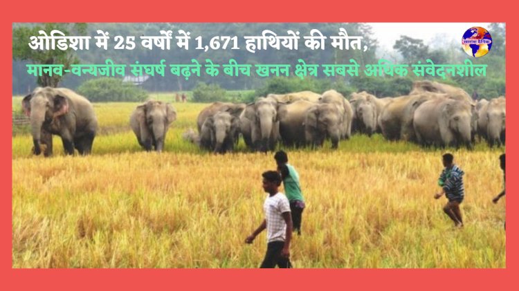 ओडिशा में 25 वर्षों में 1671 हाथियों की मौत